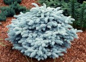 Picea-pungens-Glauca-Globosa-Compacta (1)